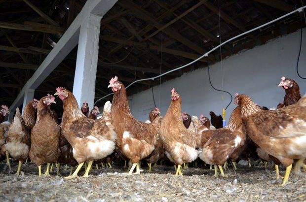 Tavuk Çiftliklerinde Çıkan Atıkların Durumu